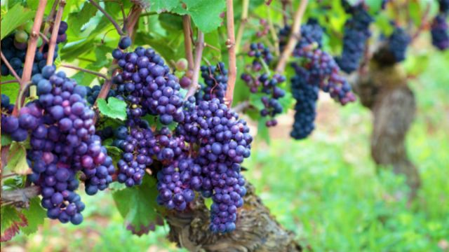 Clusters of ripe purple grapes hanging from a vine in a lush vineyard, reflecting the bountiful creation in agricultural settings. Opens a new window with the video.