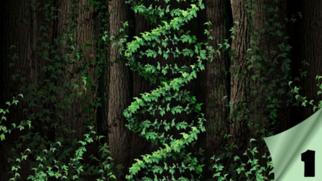 A striking image of a vine growing in a pattern reminiscent of the double helix typically associated with DNA, set against a backdrop of shadowy tree trunks. Opens a new window with the video.