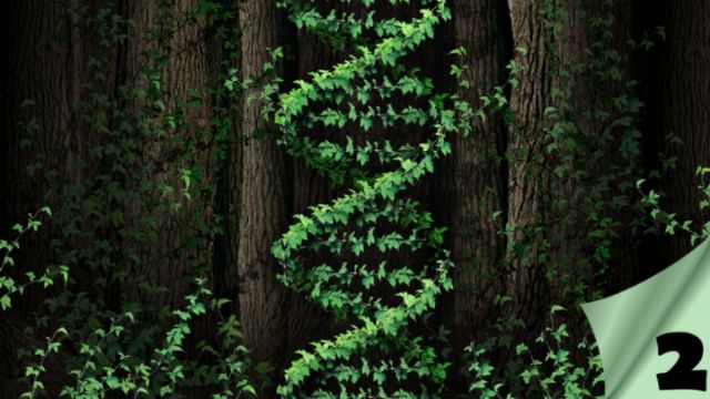 A double helix design formed by green ivy vines against the backdrop of dark tree trunks, suggesting themes of natural growth and life's complexity. Opens a new window with the video.