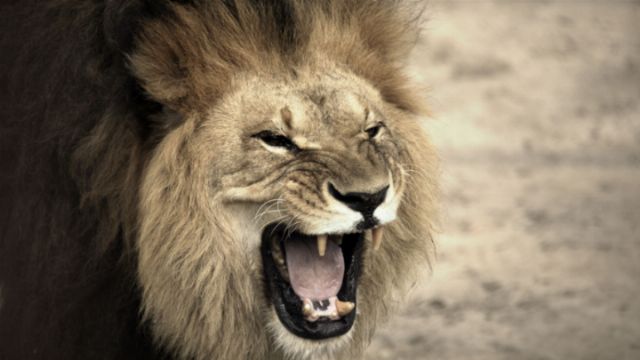 A majestic lion with a flowing mane yawns widely, showcasing its sharp teeth, against a soft-focus earthy background. Opens a new window with the video.