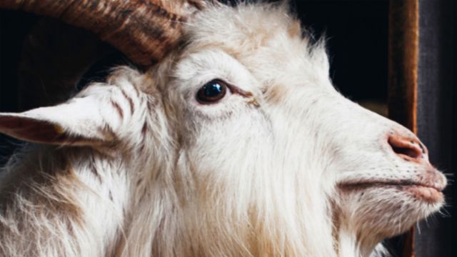 Close-up of a white goat with pronounced horns, gazing to the side against a dark background. Opens a new window with the video.