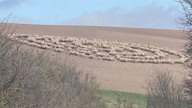 A herd of sheep arranged on a rural hillside in the pattern of a constellation from the Mazzaroth, surrounded by bare fields and sparse greenery under a clear sky. Opens a new window with the video.