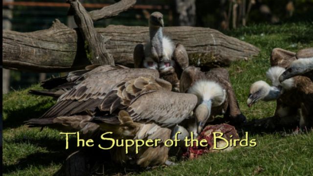 A group of vultures gathered around a meal in a grassy field, with natural logs and green grass visible in the background. The scene is titled &ldquo;The Supper of the Birds&rdquo;. Opens a new window with the video.