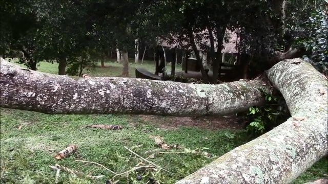 An outdoor scene showing two large horizontal tree trunks in the foreground with a glimpse of a wooden structure and lush greenery in the background. Opens a new window with the video.