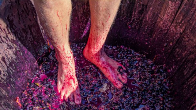 A person standing barefoot in a wooden barrel filled with dark, crushed grapes, their legs stained with grape juice. The scene captures the process of winemaking, emphasizing the vibrant purple hues created by the grapes. Opens a new window with the video.