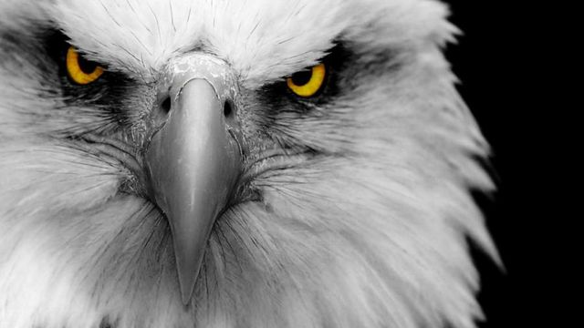 Close-up image of a majestic eagle's face, displaying intense yellow eyes and a sharp beak, set against a monochrome background highlighting the texture of its feathers. Opens a new window with the video.