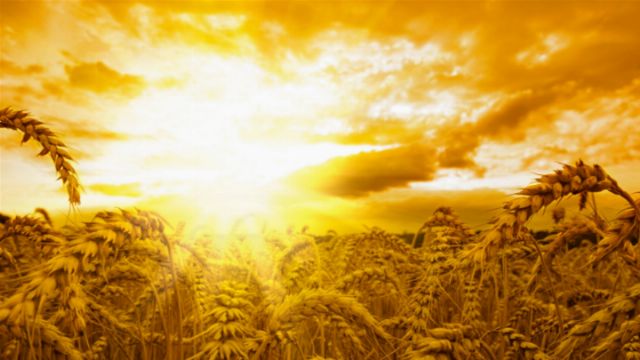 Wheat field under a dramatic yellow sky with the sun setting or rising, casting a golden light over the ripened grains. Opens a new window with the video.